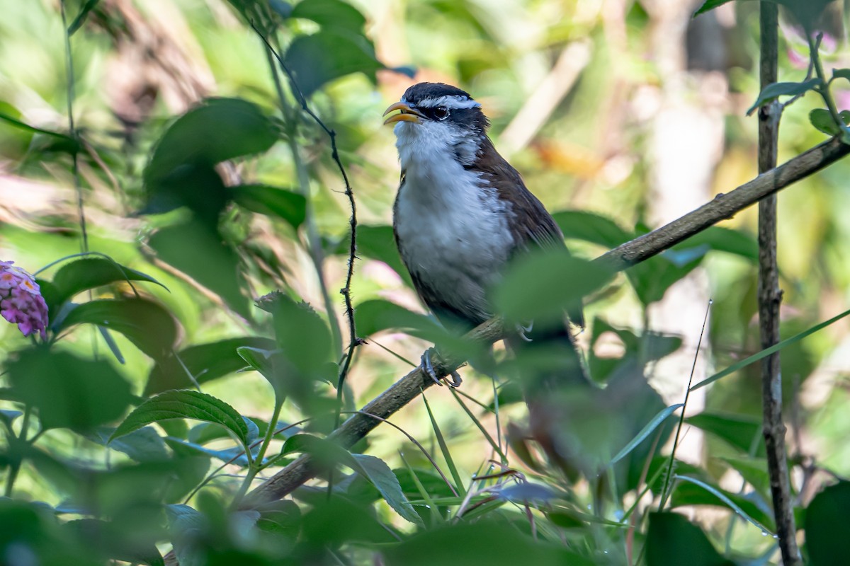Sri Lanka Scimitar-Babbler - ML646364053