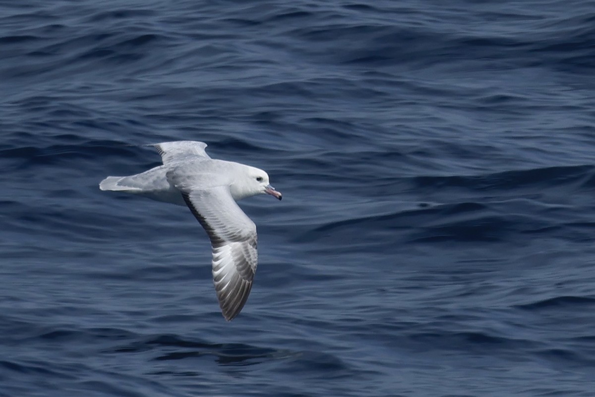 buřňák jižní - ML646364055