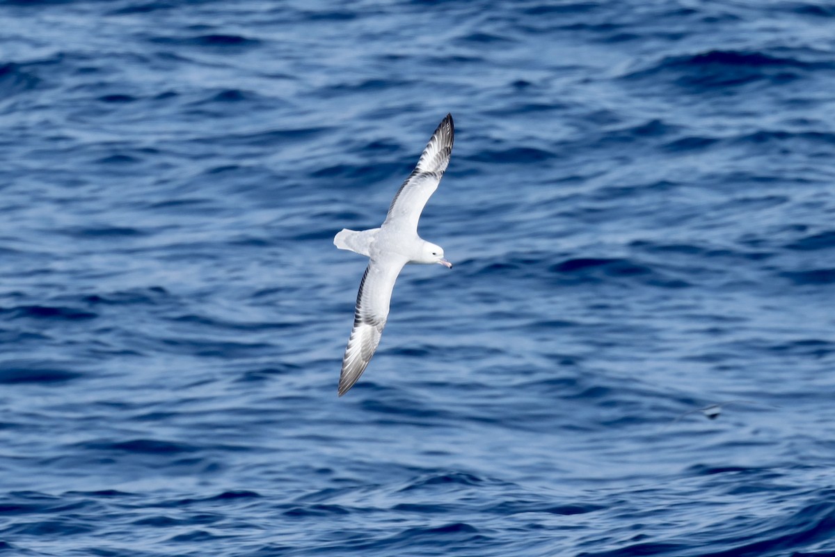 buřňák jižní - ML646364056