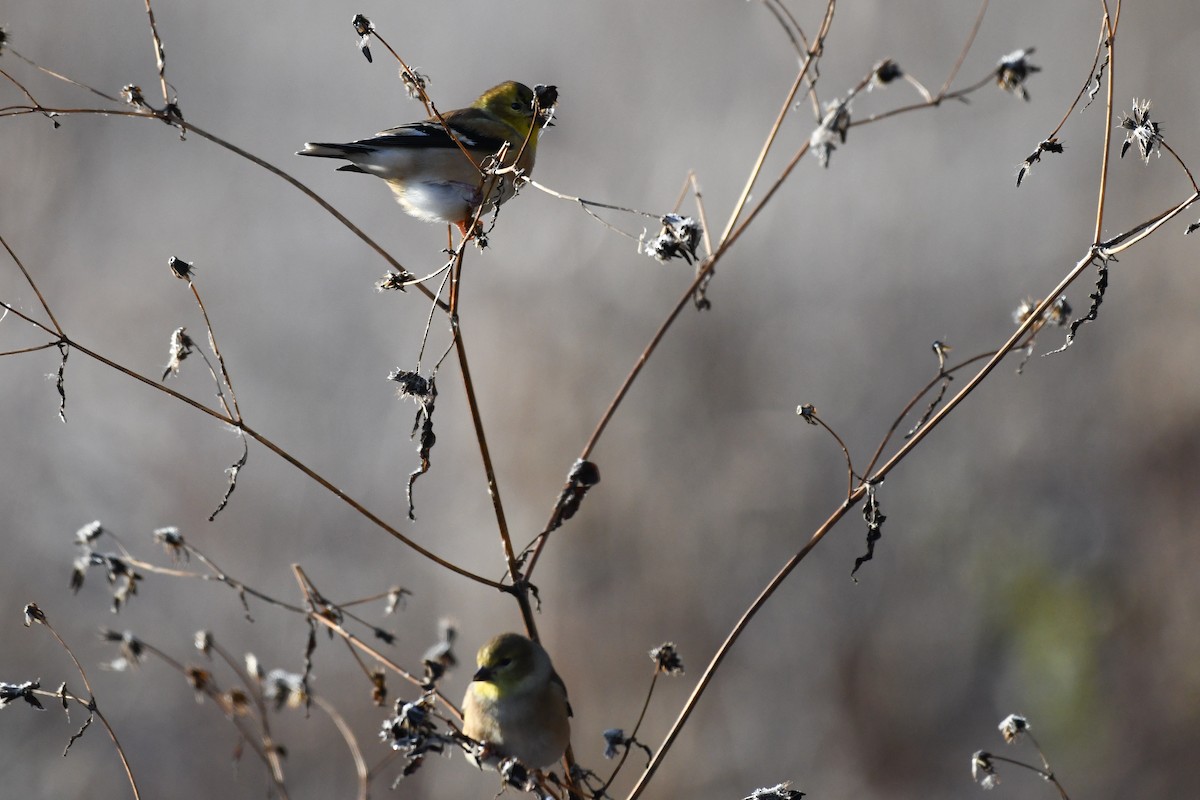 American Goldfinch - ML646364058