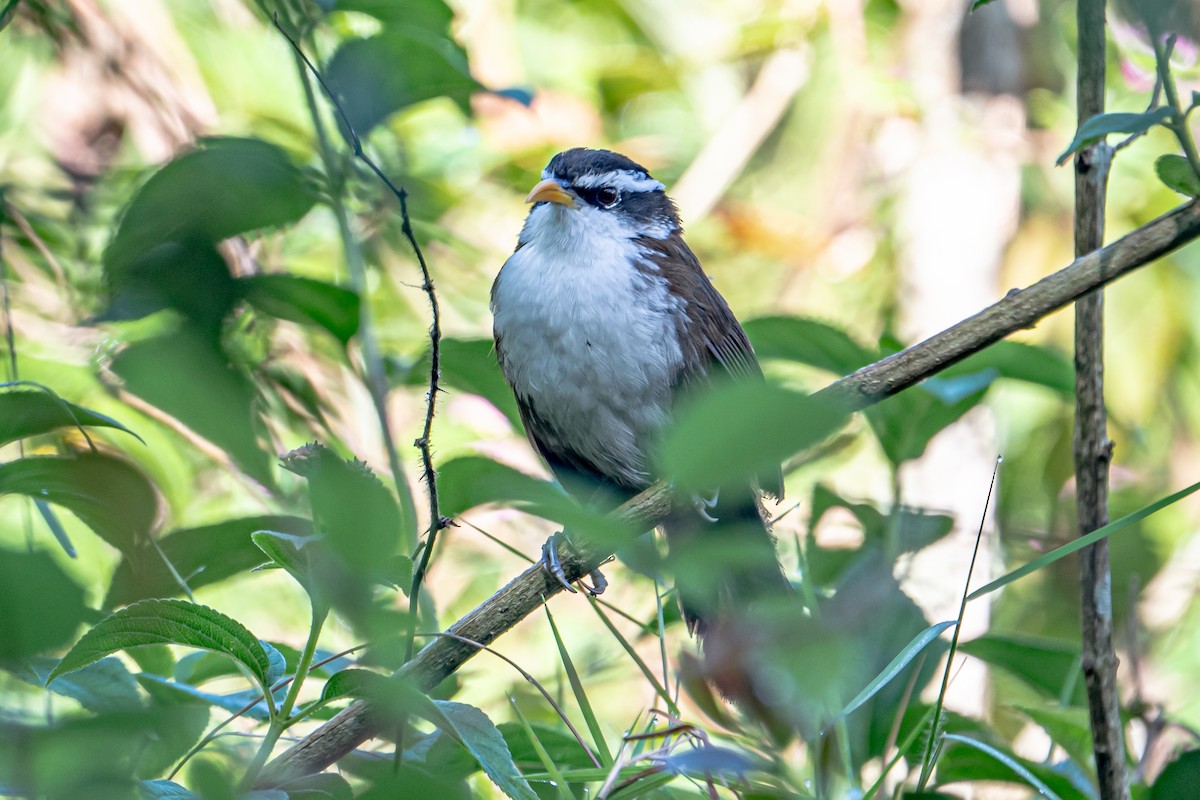 Sri Lanka Scimitar-Babbler - ML646364059
