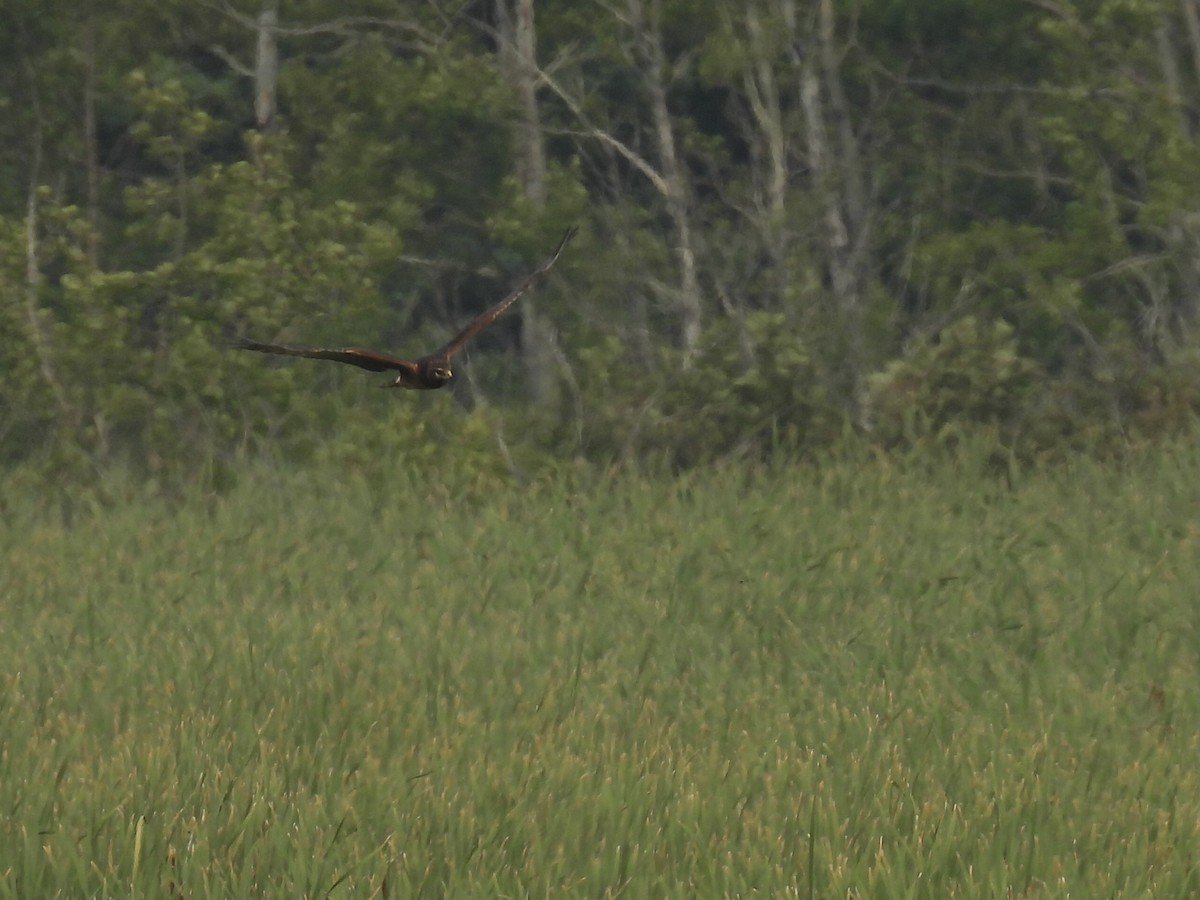 moták severoamerický - ML646364060