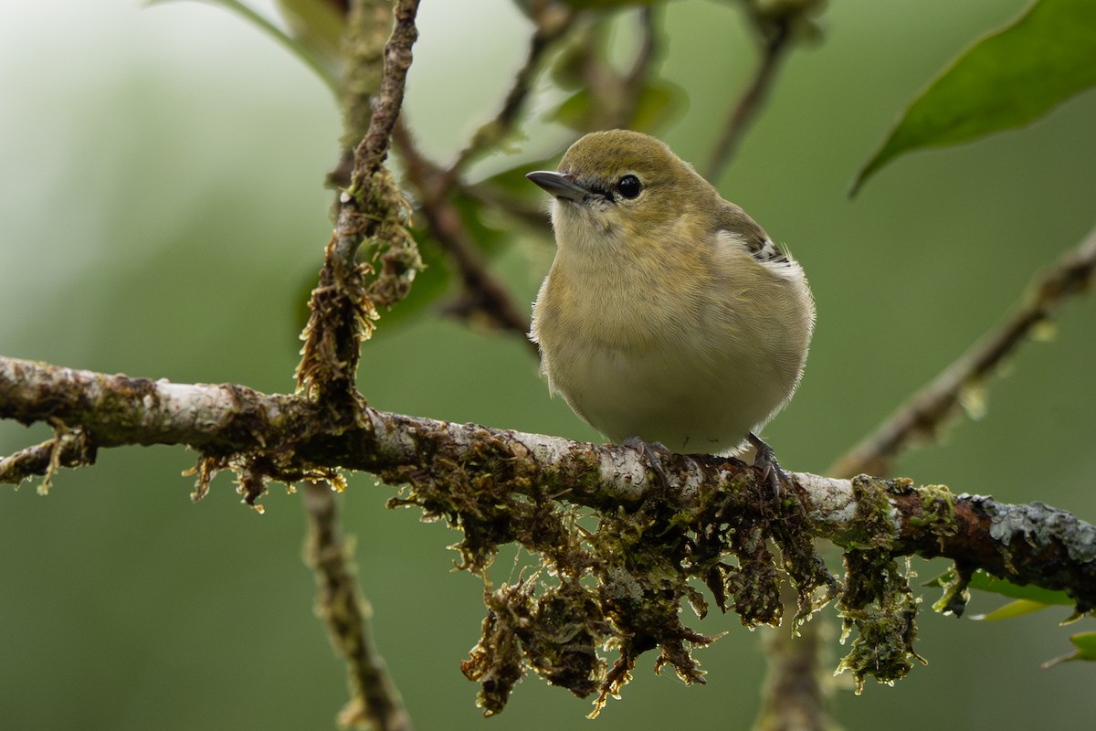 Bay-breasted Warbler - ML646364061