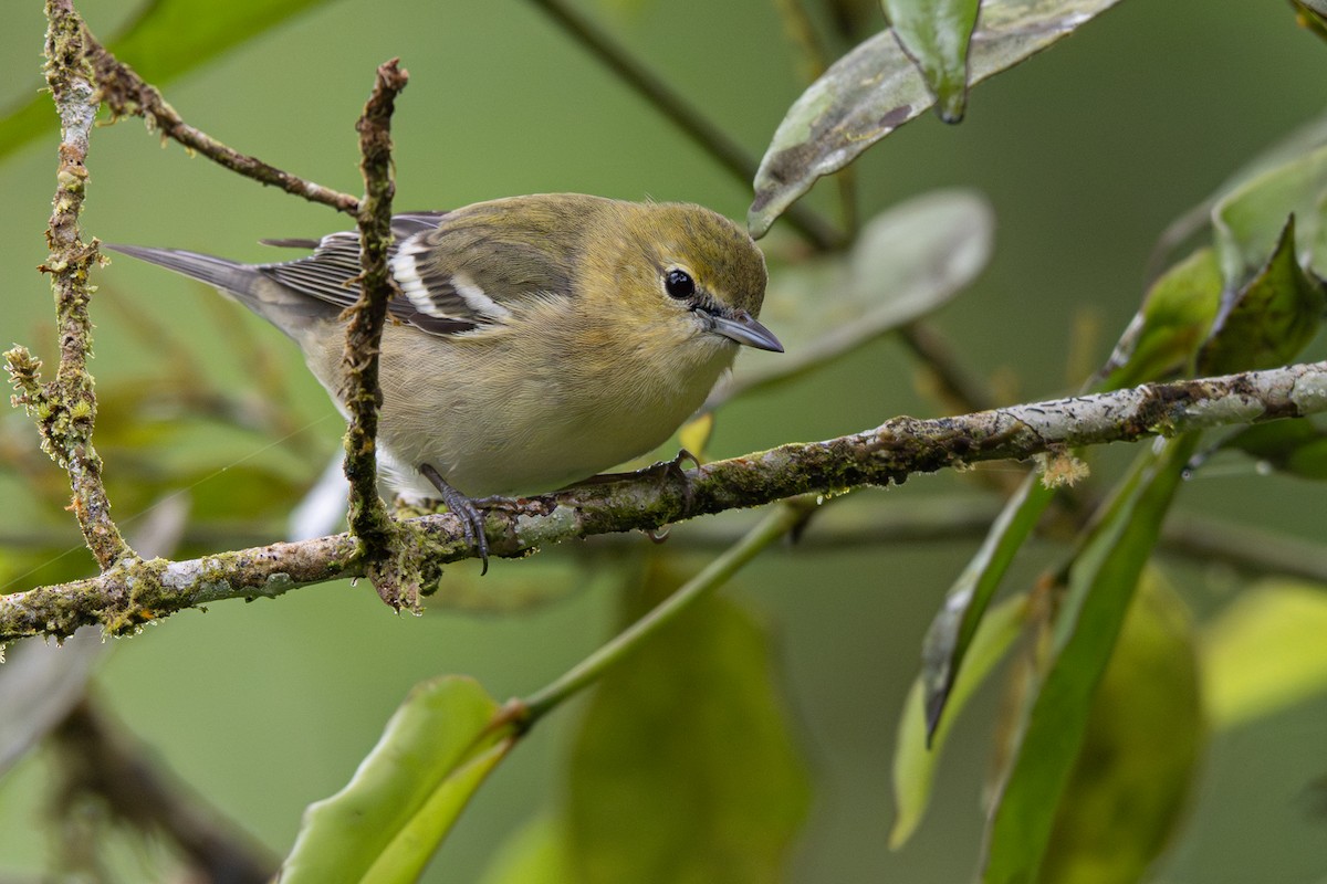 Bay-breasted Warbler - ML646364062