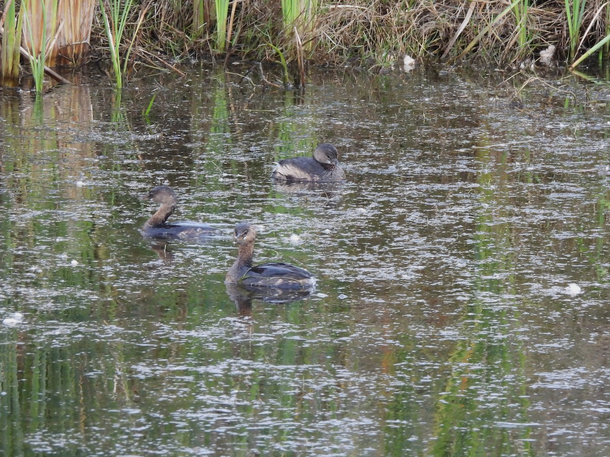 Pied-billed Grebe - ML646364068