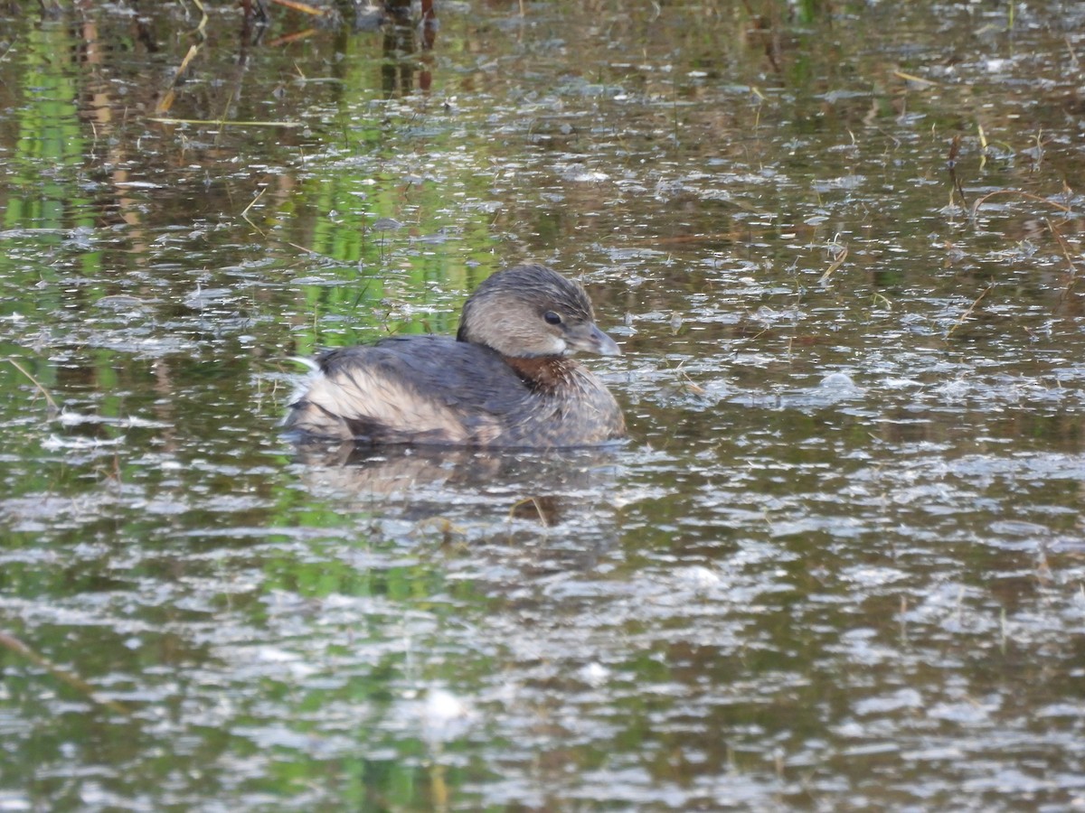 Pied-billed Grebe - ML646364069