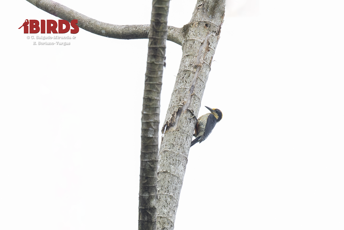 Golden-naped Woodpecker - ML646364071