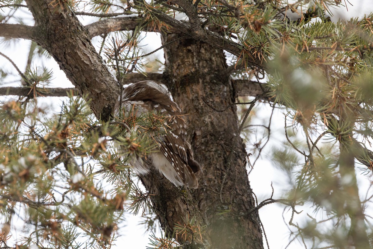 キンメフクロウ - ML646364073