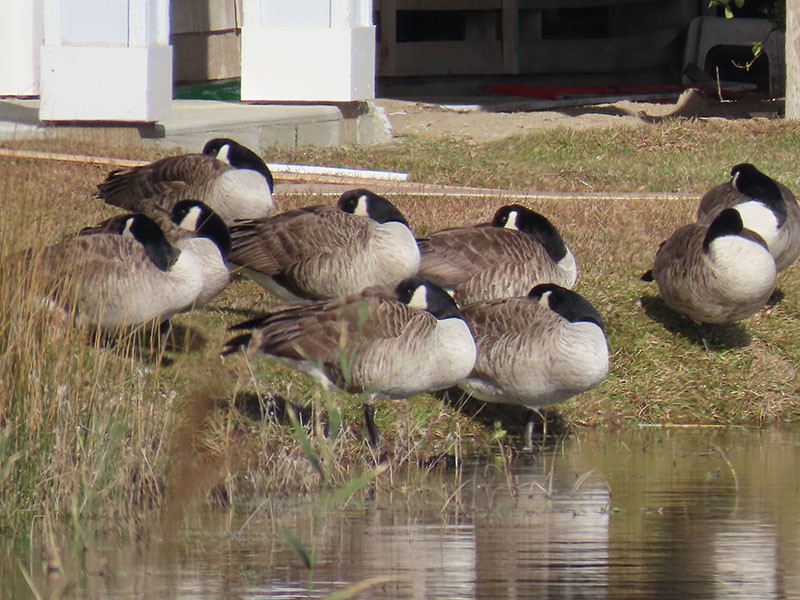 Bernache du Canada - ML646364076