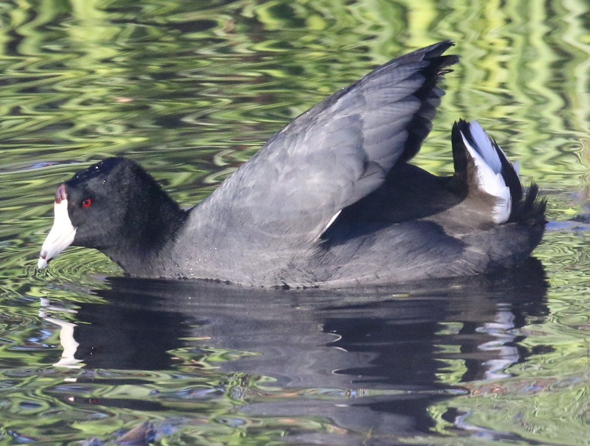 Лиска американська - ML646364077