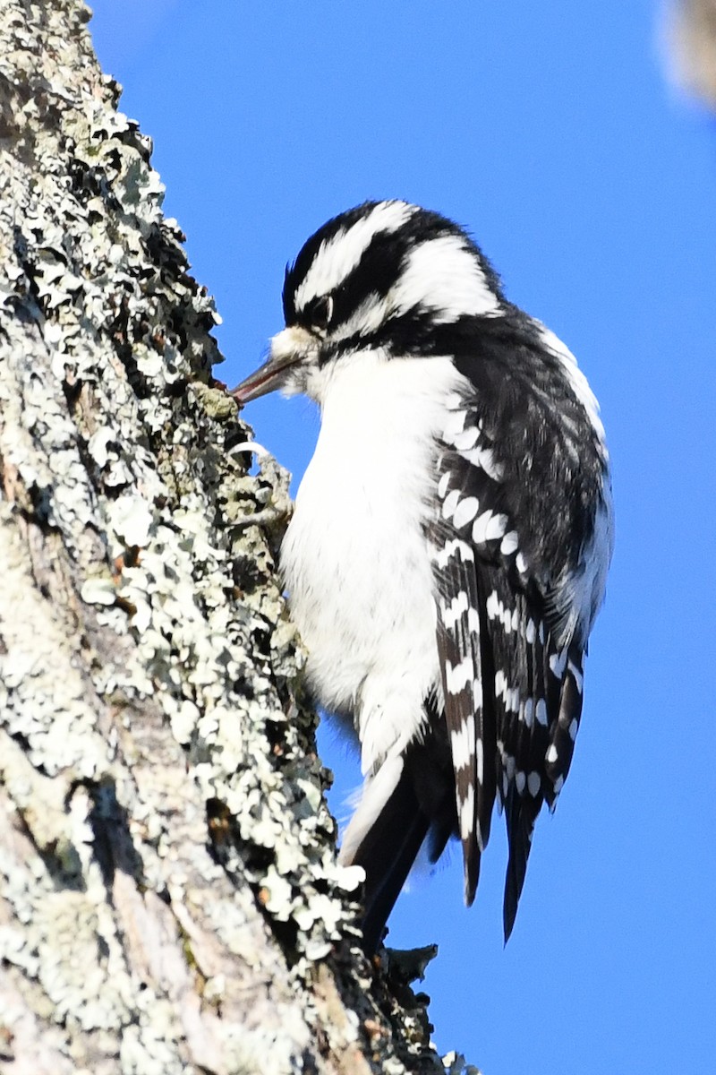 Downy Woodpecker - ML646364078