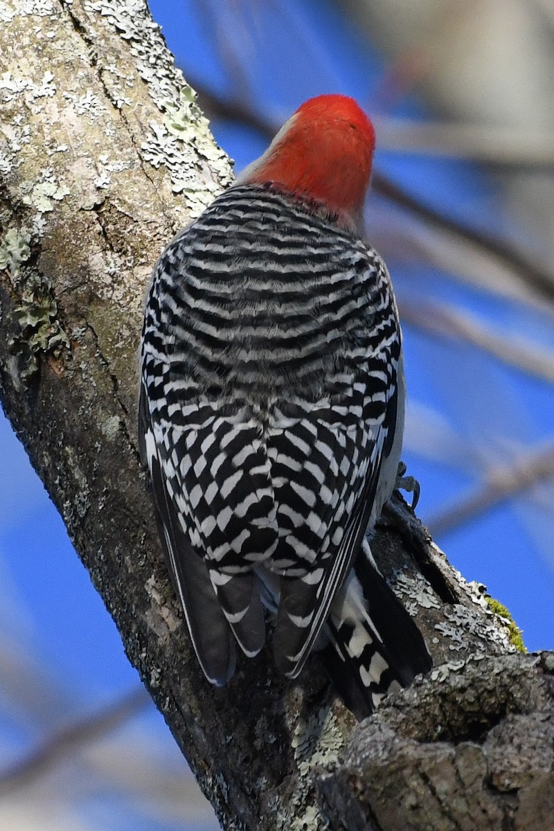 Red-bellied Woodpecker - ML646364080