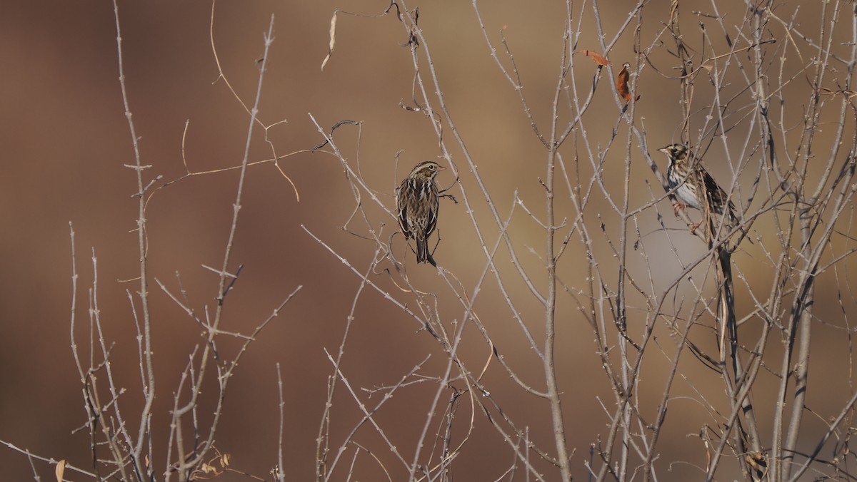 strnadec luční - ML646364081