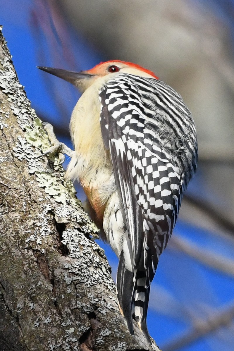 Red-bellied Woodpecker - ML646364083