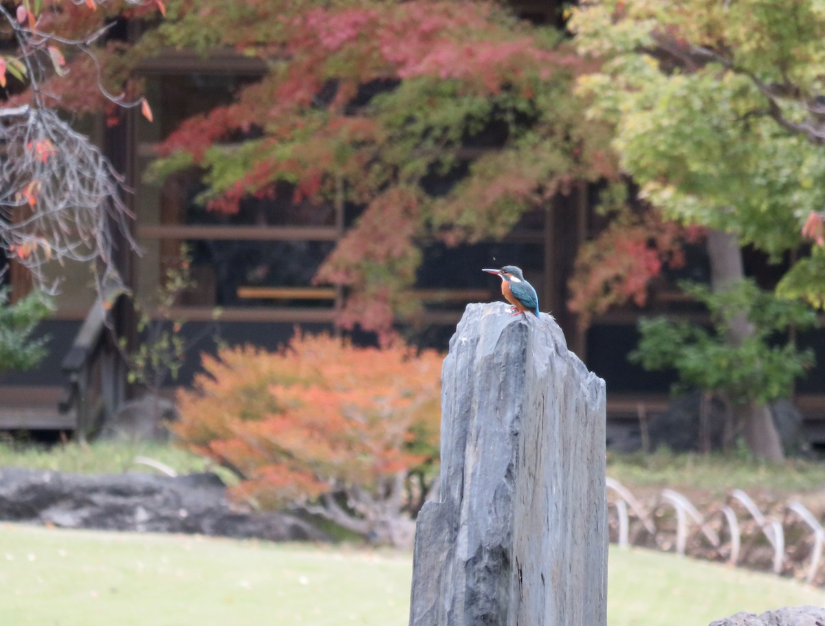 Рибалочка блакитний - ML646364084