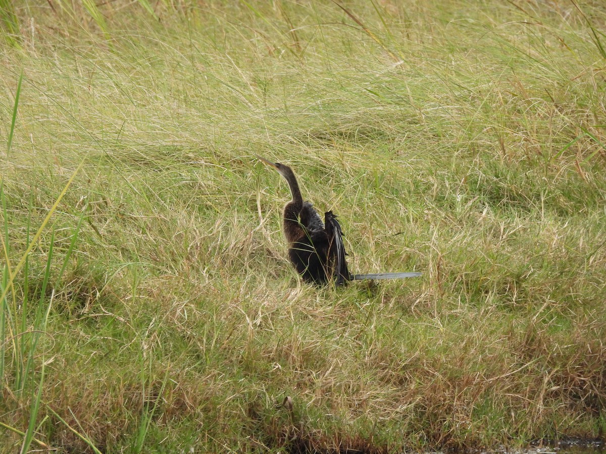 Anhinga - ML646364086