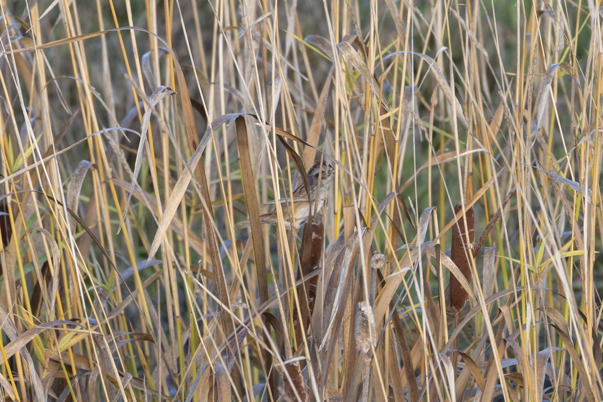 Swamp Sparrow - ML646364087