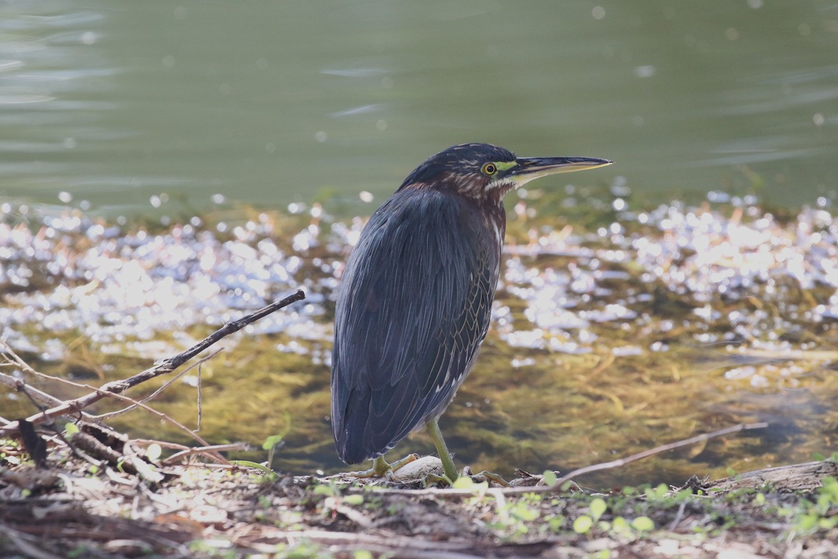 アメリカササゴイ - ML646364089