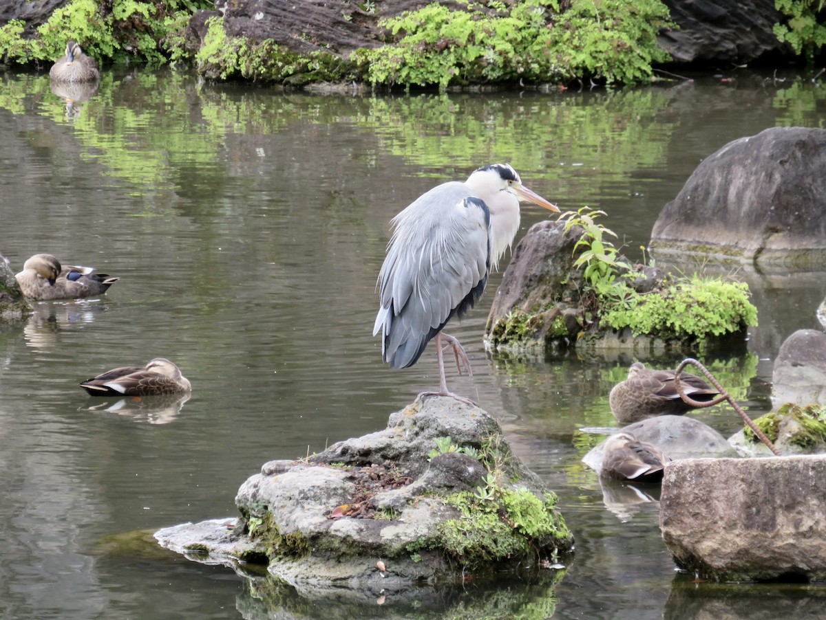 Чапля сіра - ML646364090