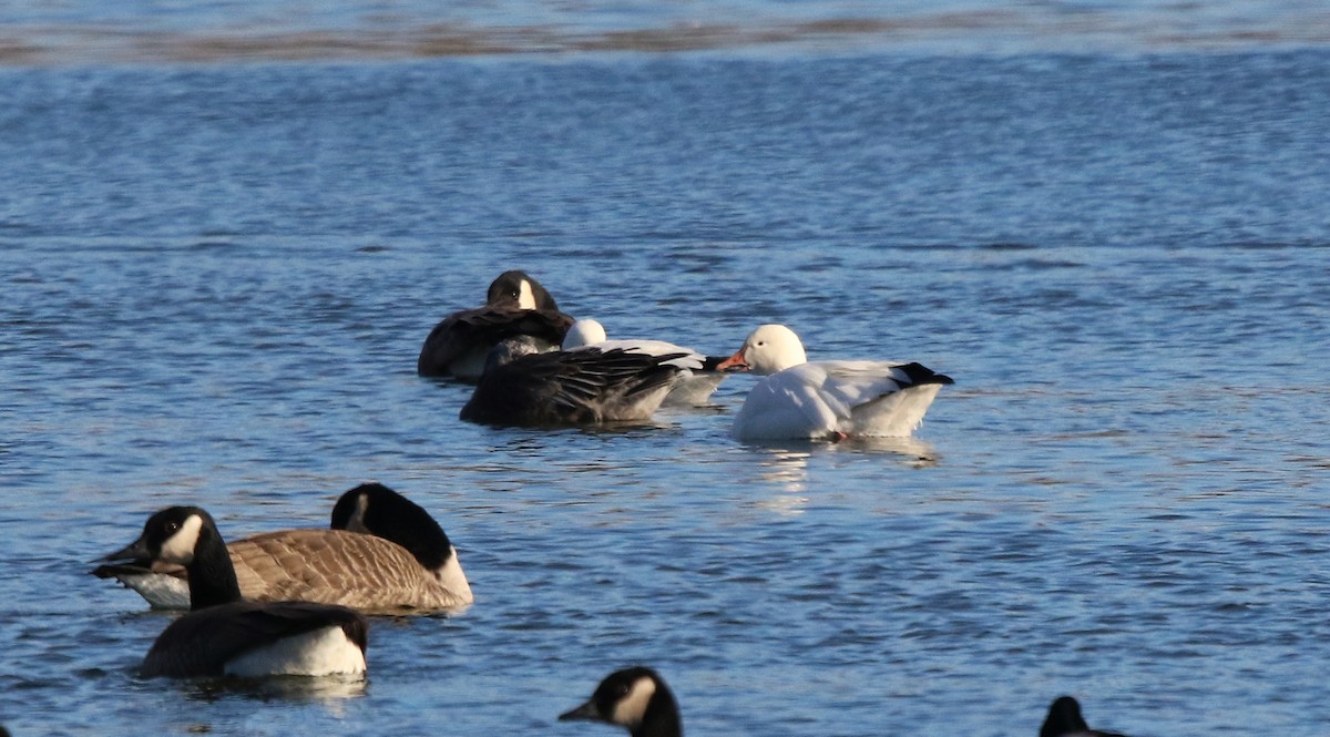 Snow Goose - ML646364091