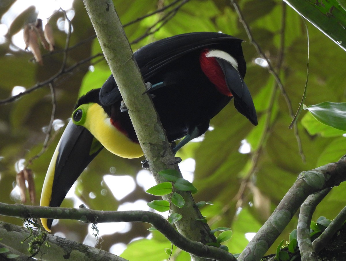 Yellow-throated Toucan - ML646364092