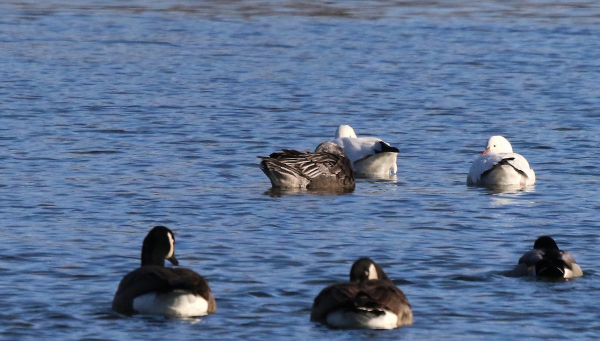 Snow Goose - ML646364094