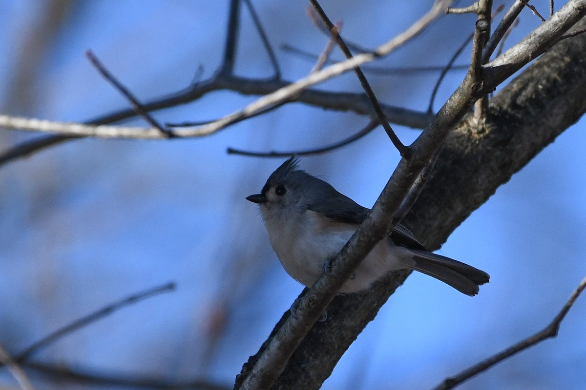 Tufted Titmouse - ML646364097