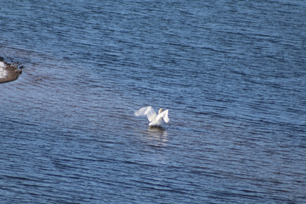 疣鼻天鵝 - ML646364099