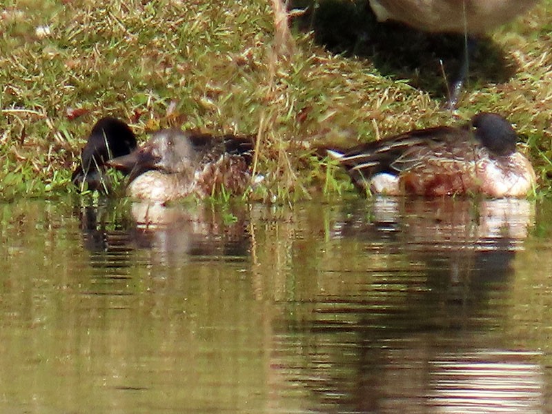 Northern Shoveler - ML646364102