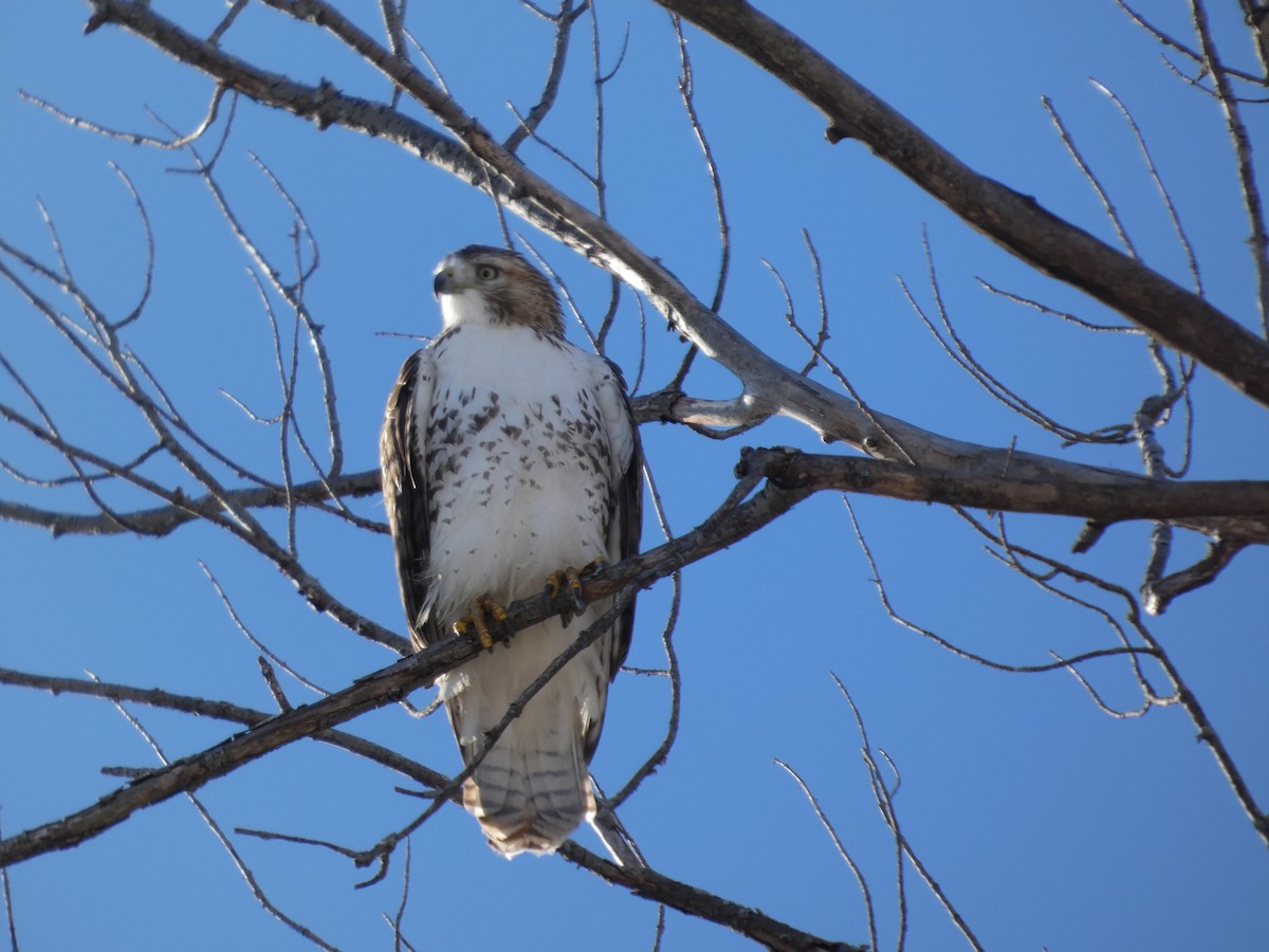 Red-tailed Hawk - ML646364103