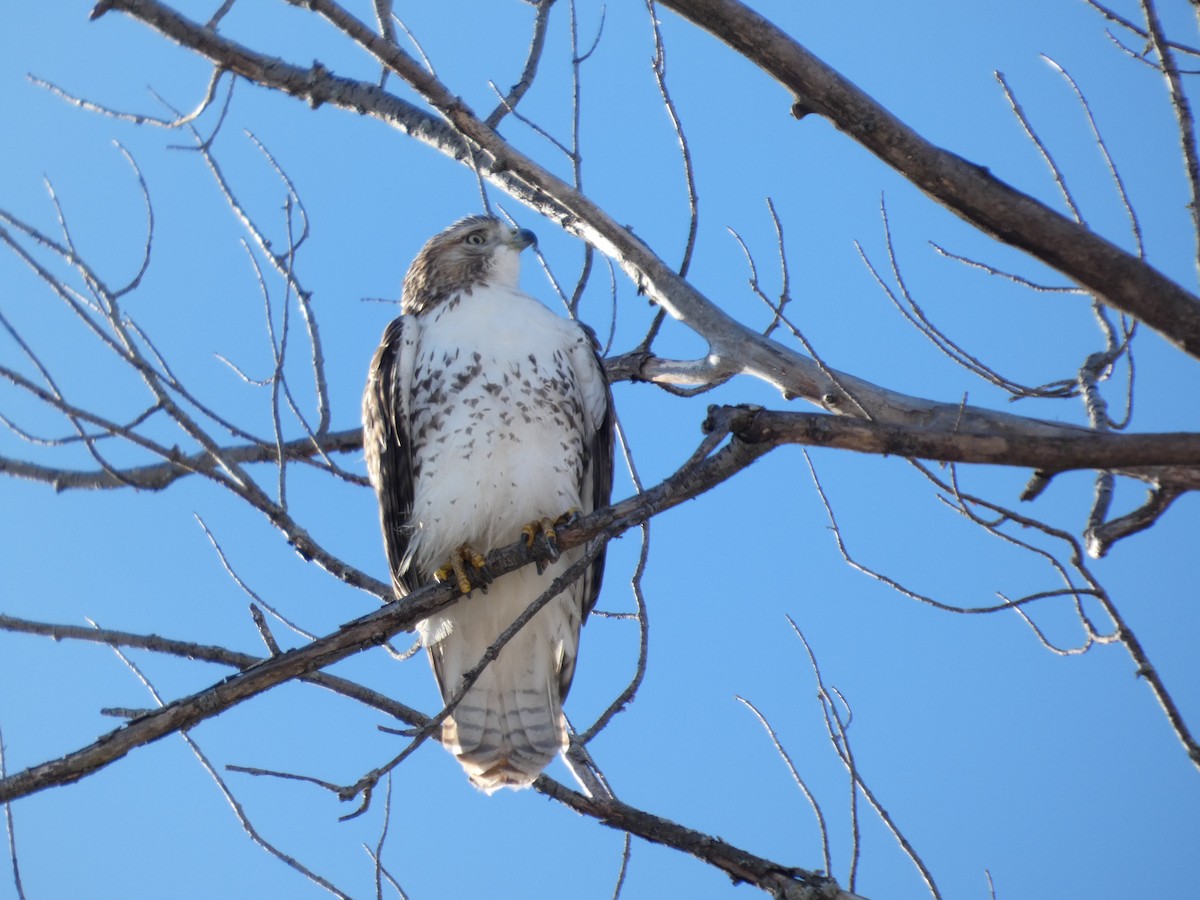 Red-tailed Hawk - ML646364104
