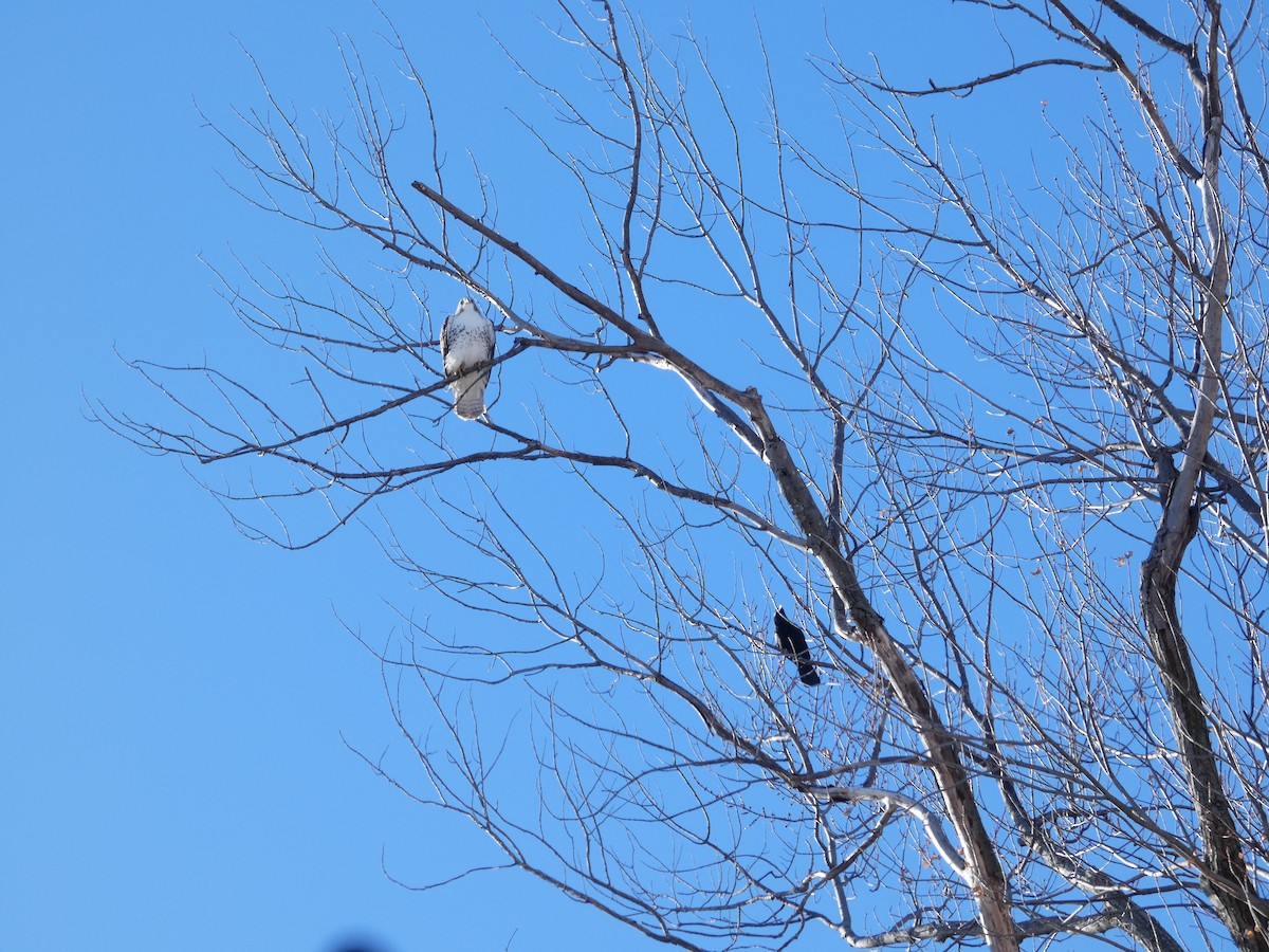 Red-tailed Hawk - ML646364105