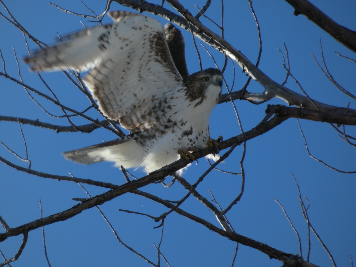 Red-tailed Hawk - ML646364106