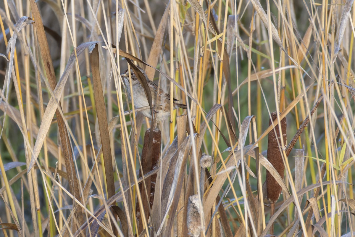 Swamp Sparrow - ML646364107