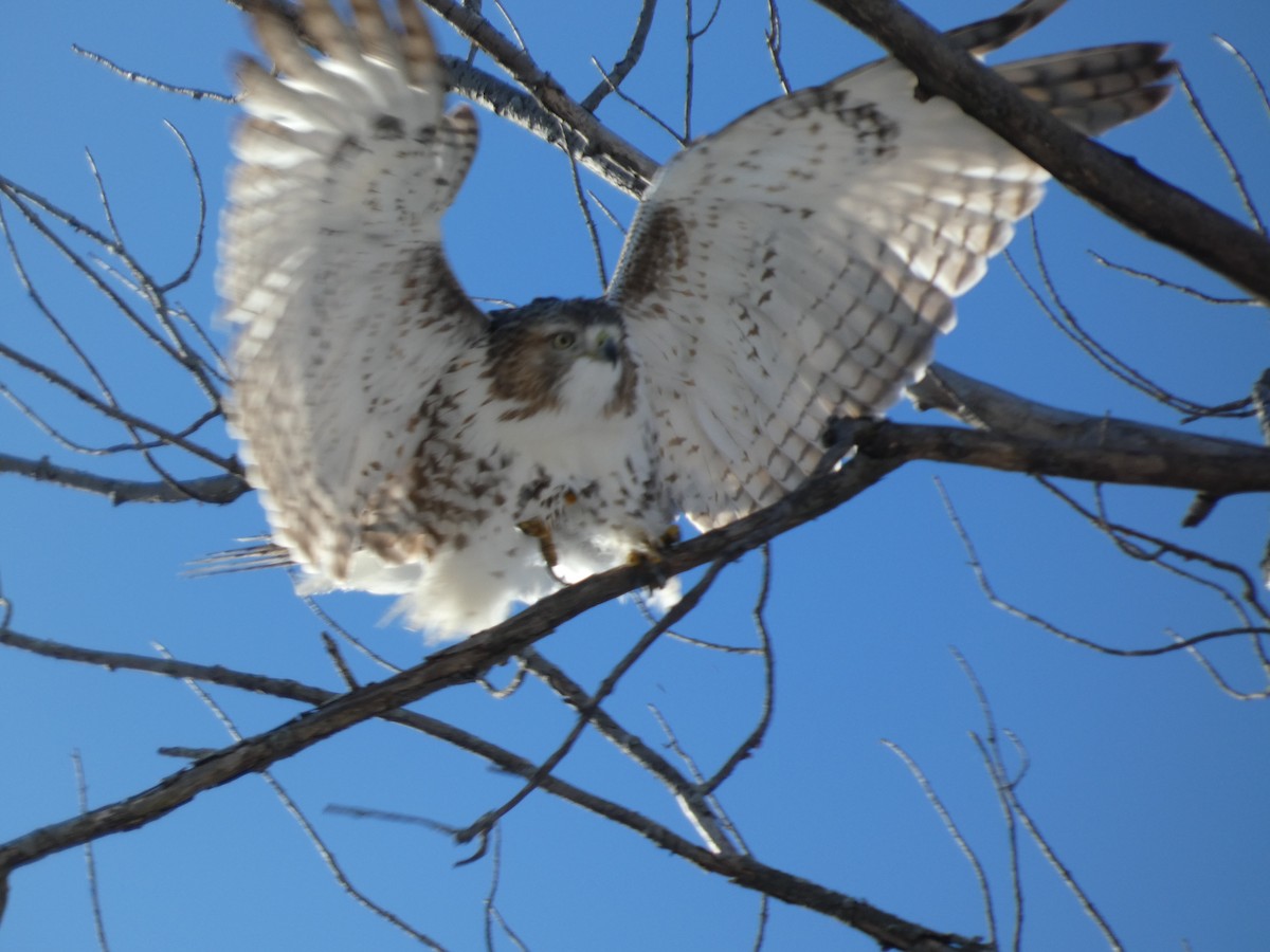Red-tailed Hawk - ML646364109