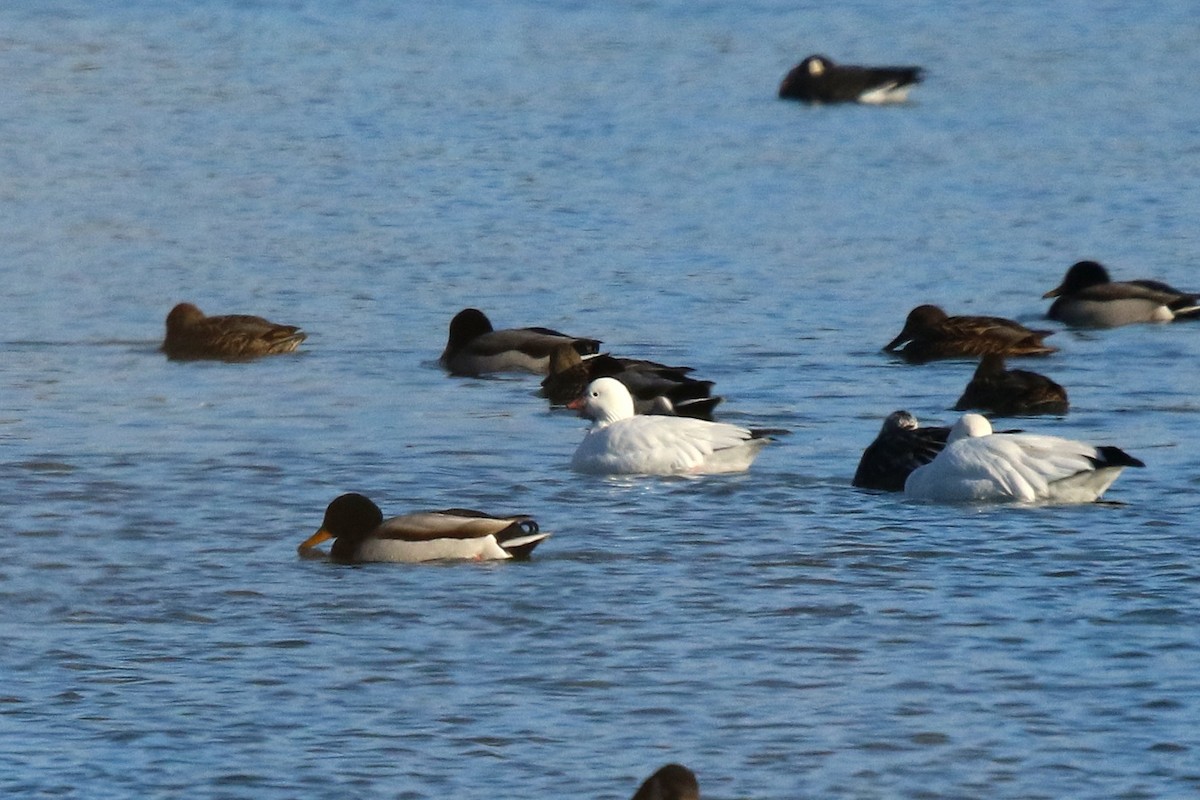 eskimogås - ML646364112