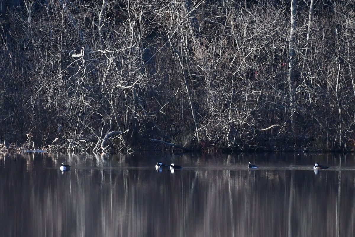Hooded Merganser - ML646364113
