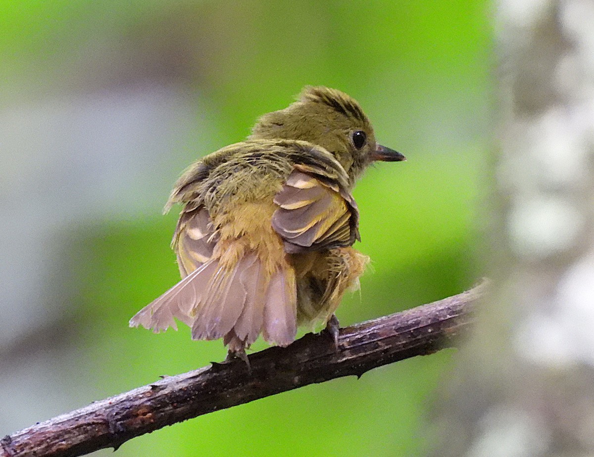 Pipromorphe roussâtre - ML646364116