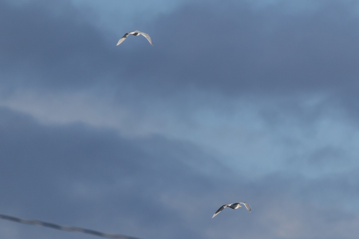 Larus sp. - ML646364117
