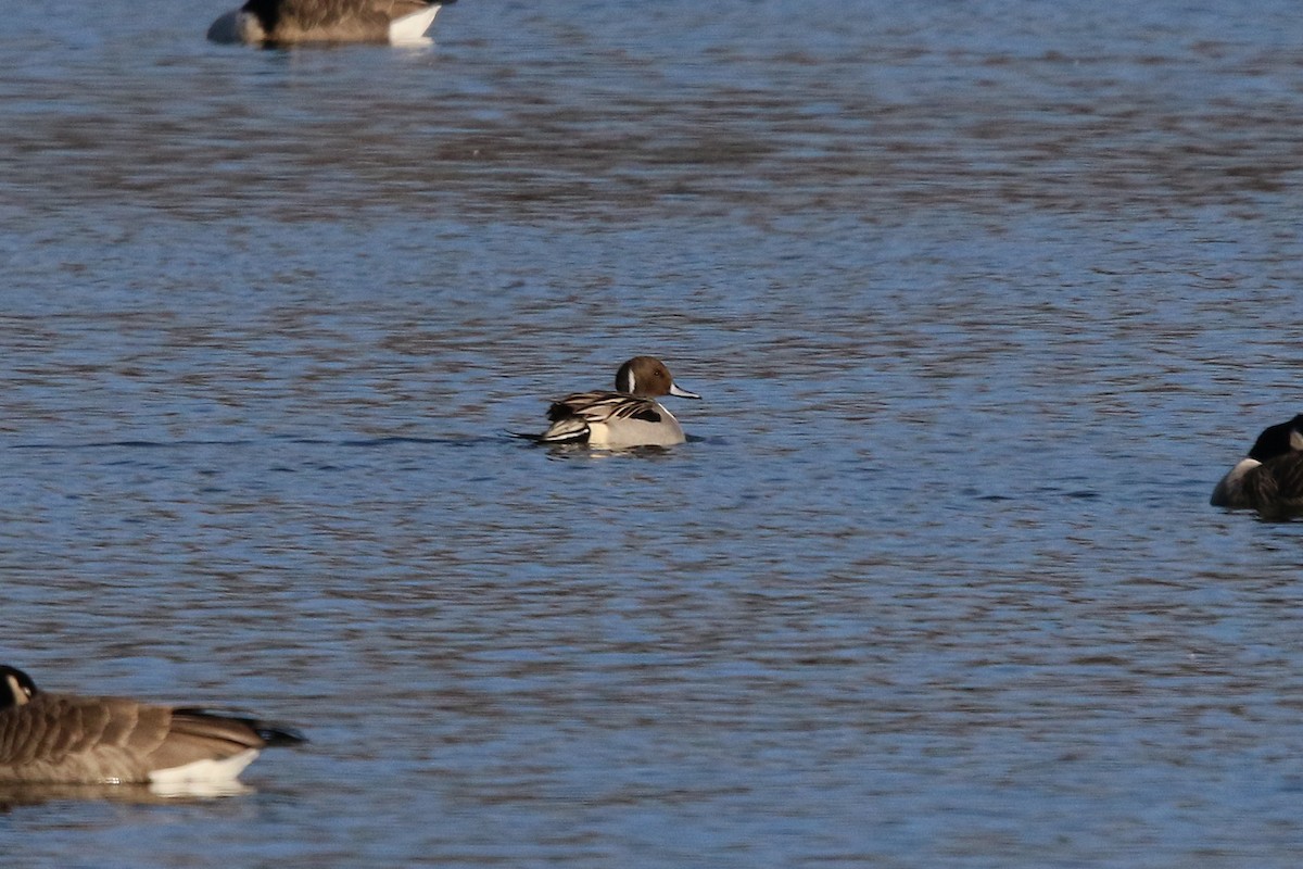 Northern Pintail - ML646364119