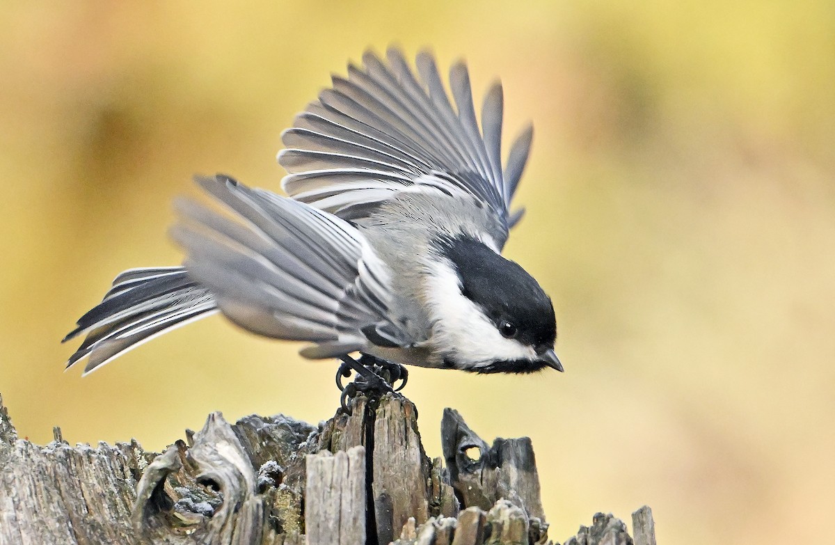 Гаїчка світлокрила - ML646364122