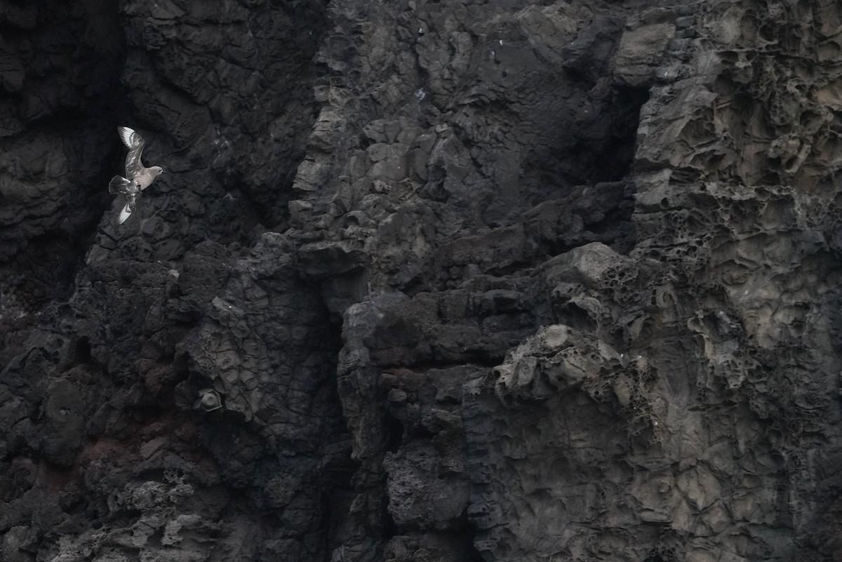 Kermadec Petrel - ML646364124