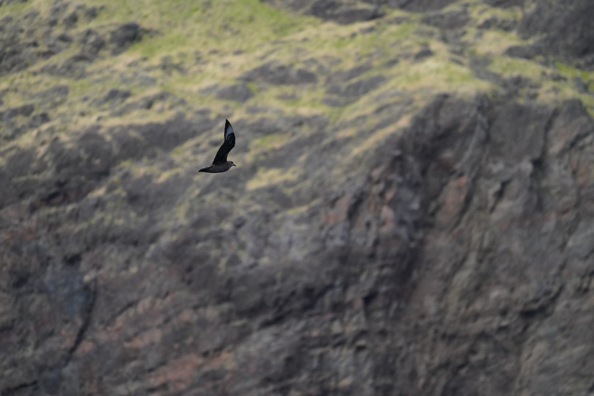 Kermadec Petrel - ML646364126