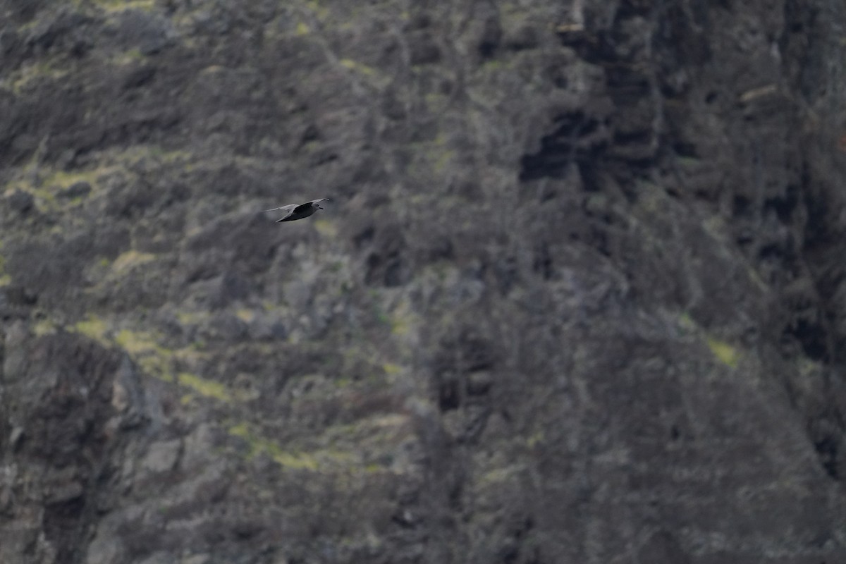 Kermadec Petrel - ML646364127