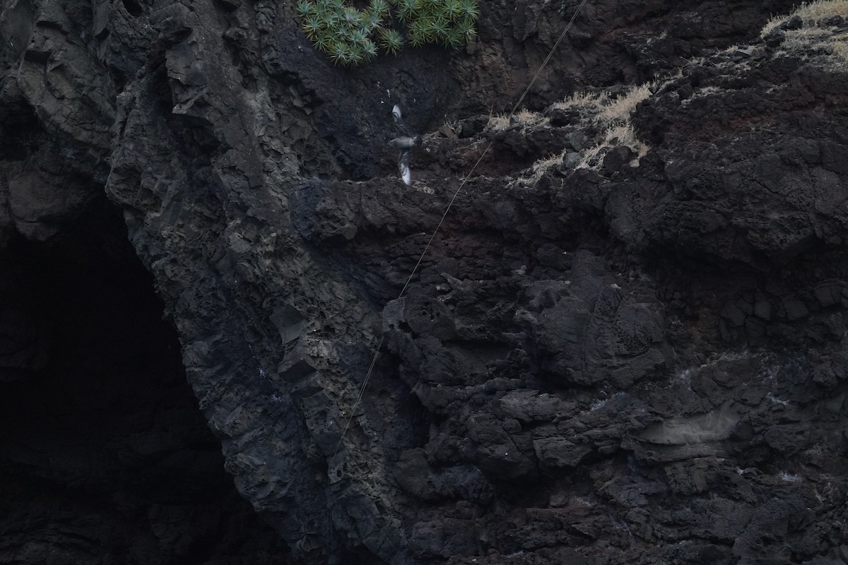 Kermadec Petrel - ML646364128