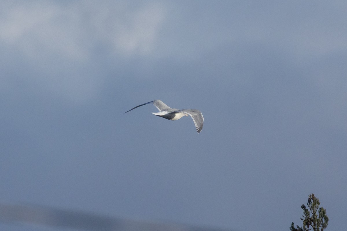 Larus sp. - ML646364129