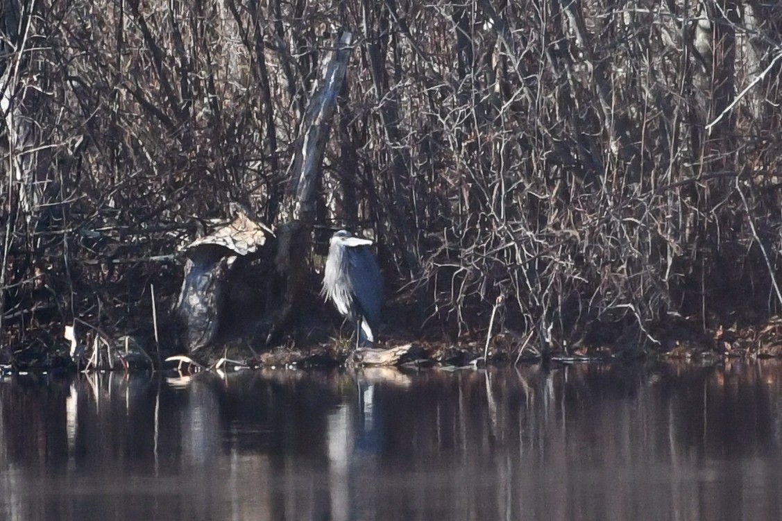 Great Blue Heron - ML646364130
