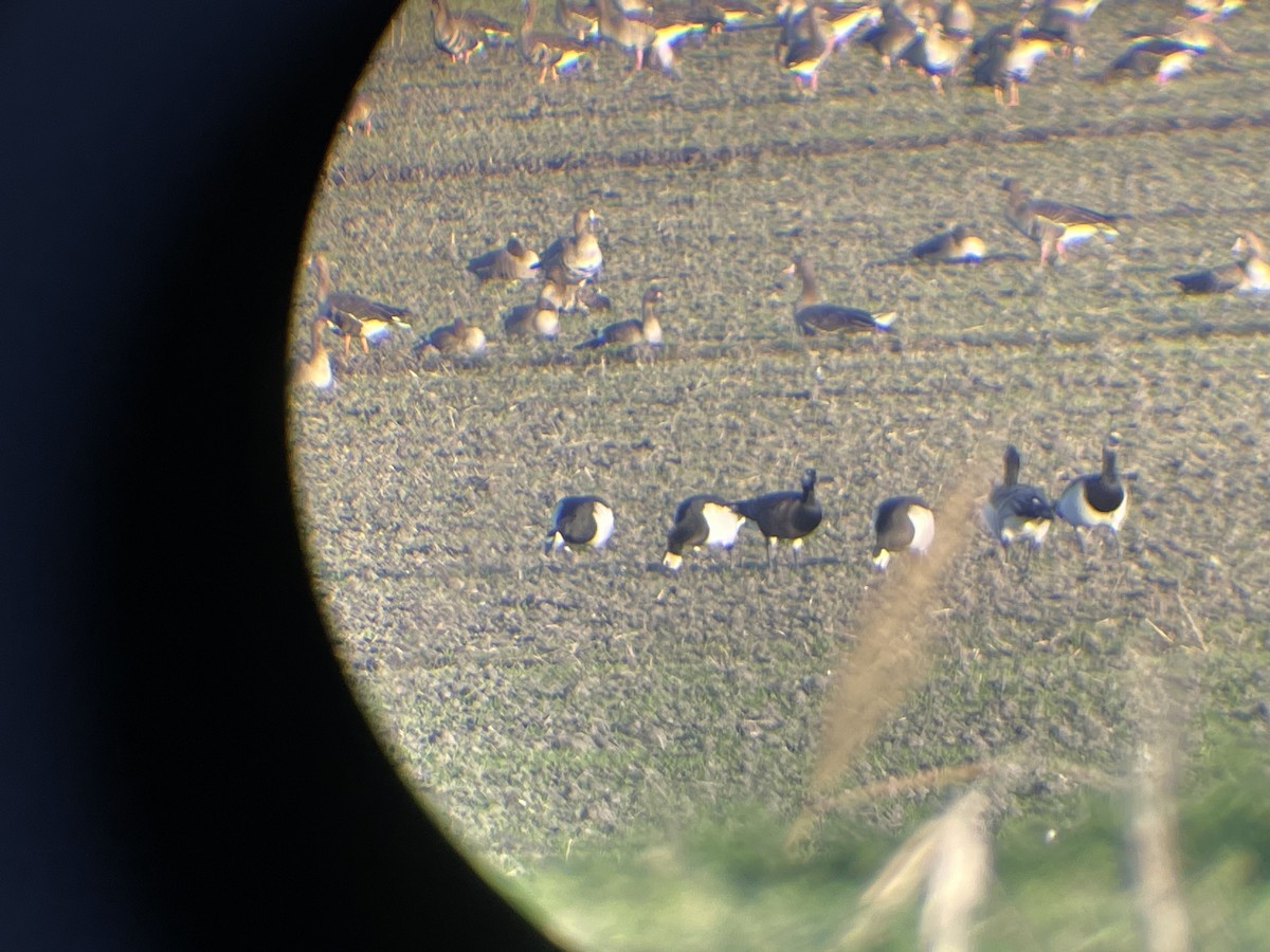 Barnacle Goose - ML646364131