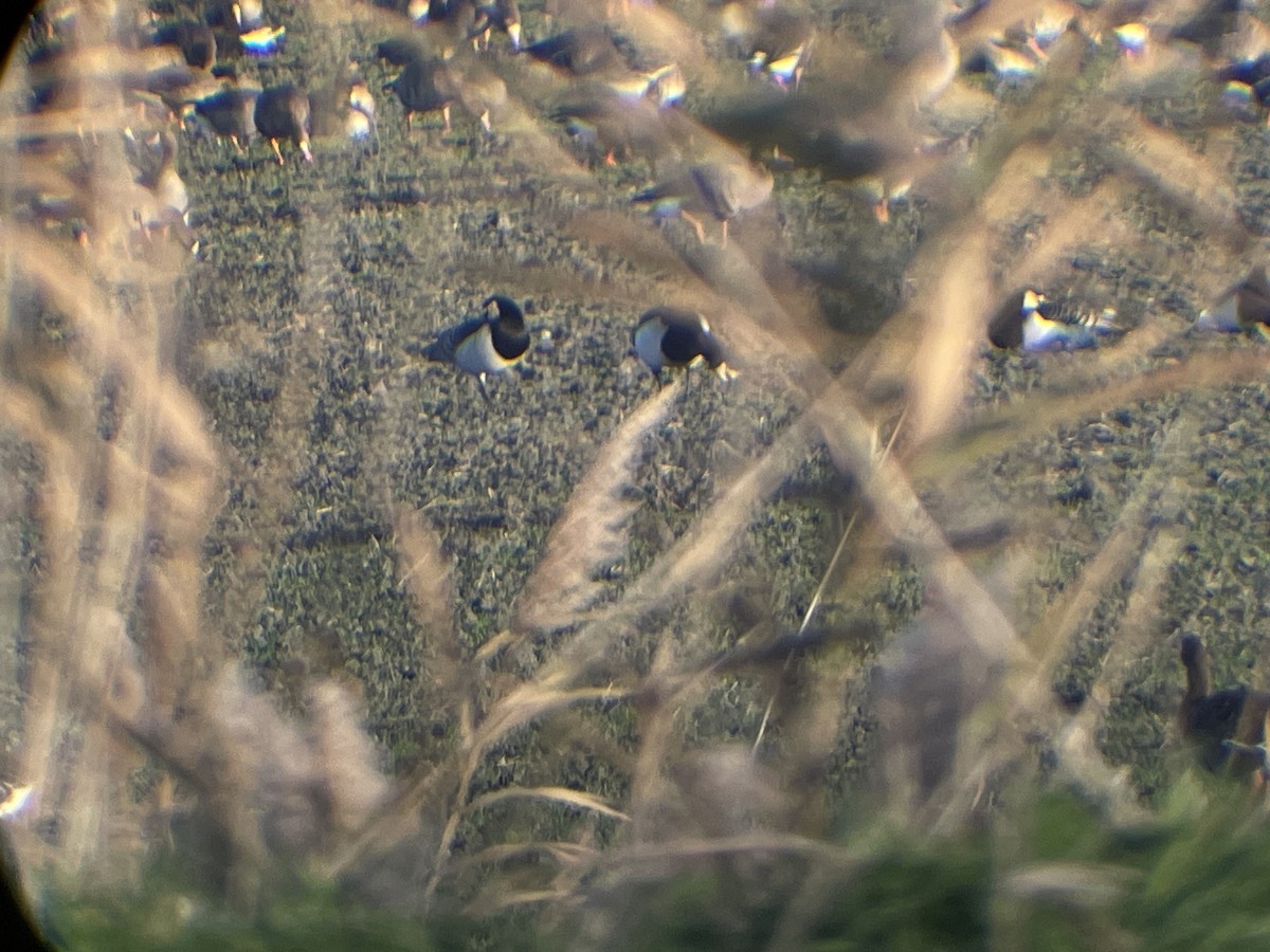 Barnacle Goose - ML646364132