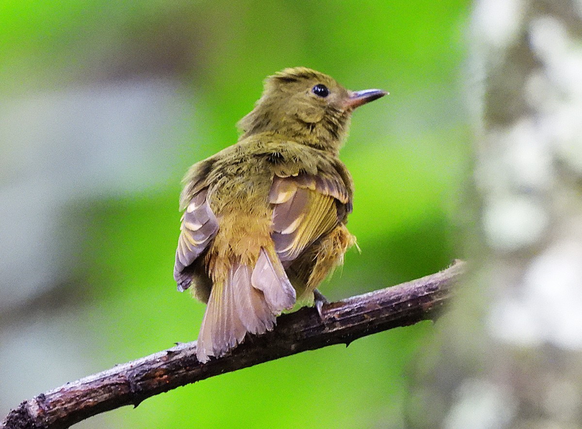 Pipromorphe roussâtre - ML646364134